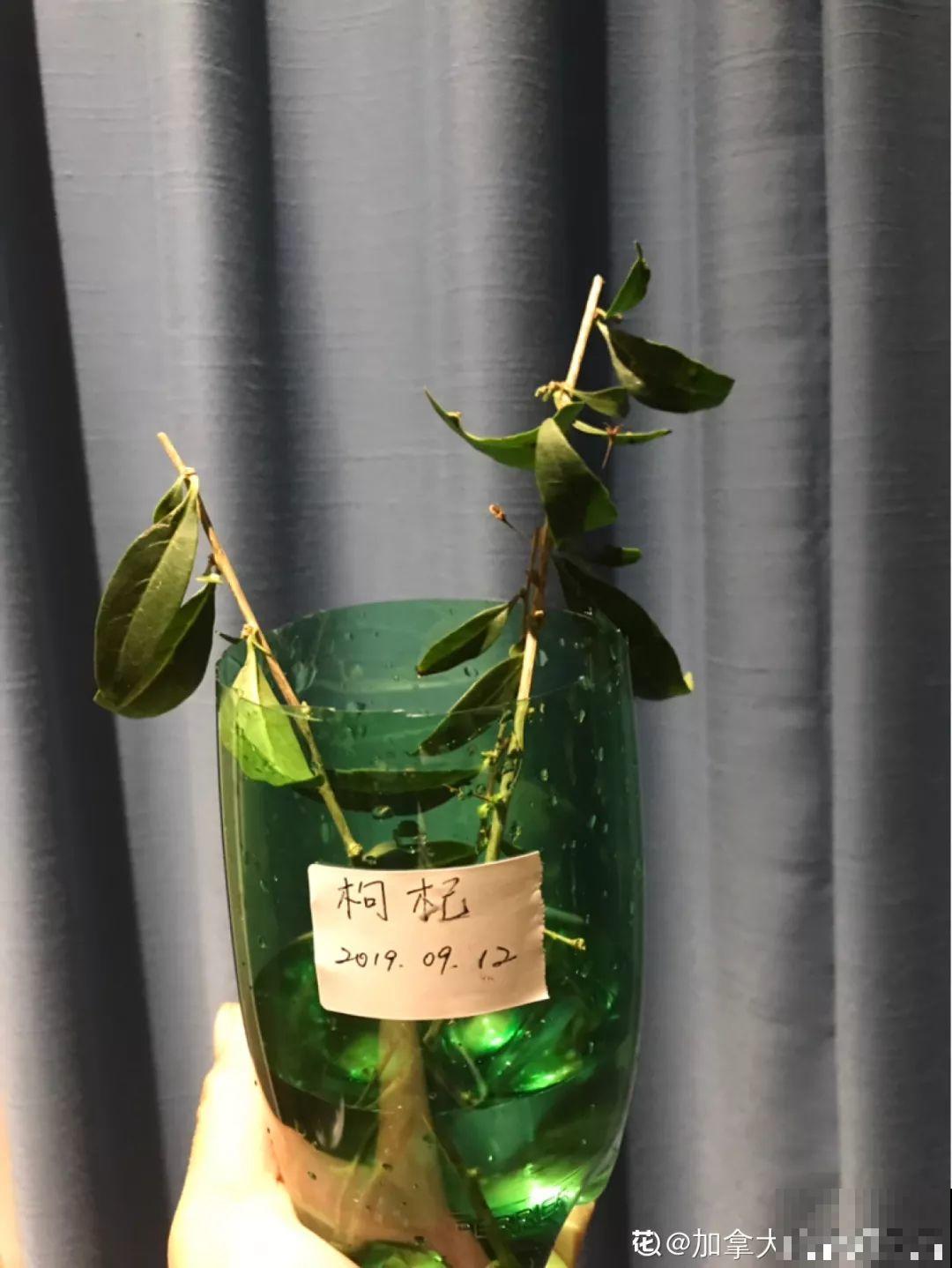扔路边没人要的花，捡回去养1年，身价翻了20倍！