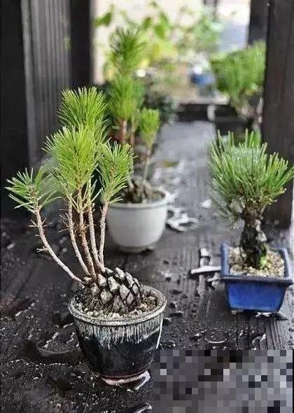 秋天满地都是小松果，随便捡几个塞盆里，长出一大盆吉祥不老松