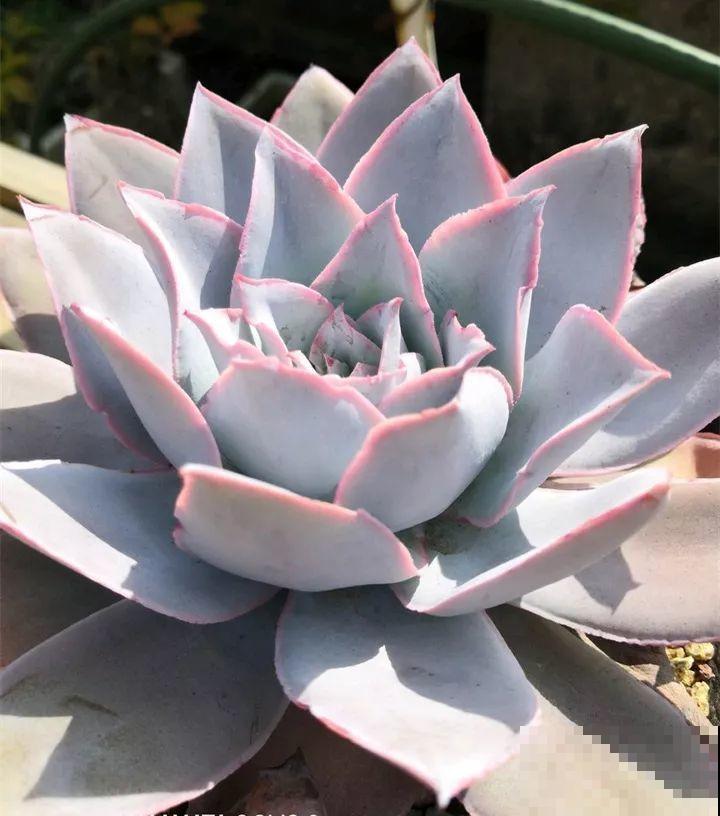 秋冬养了这种花，只要给它晒太阳，不用施肥都长胖！