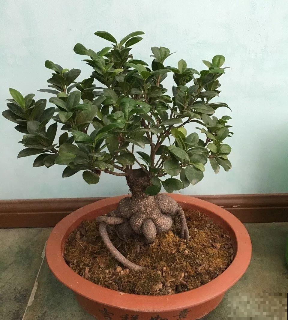 这花天生发财命，在家摆一盆，新的一年好运连连！