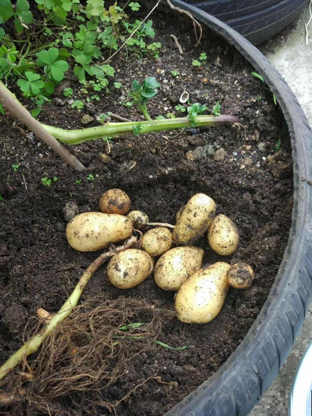 阳台种土豆，一个泡沫箱就可以搞定，让你变种菜达人