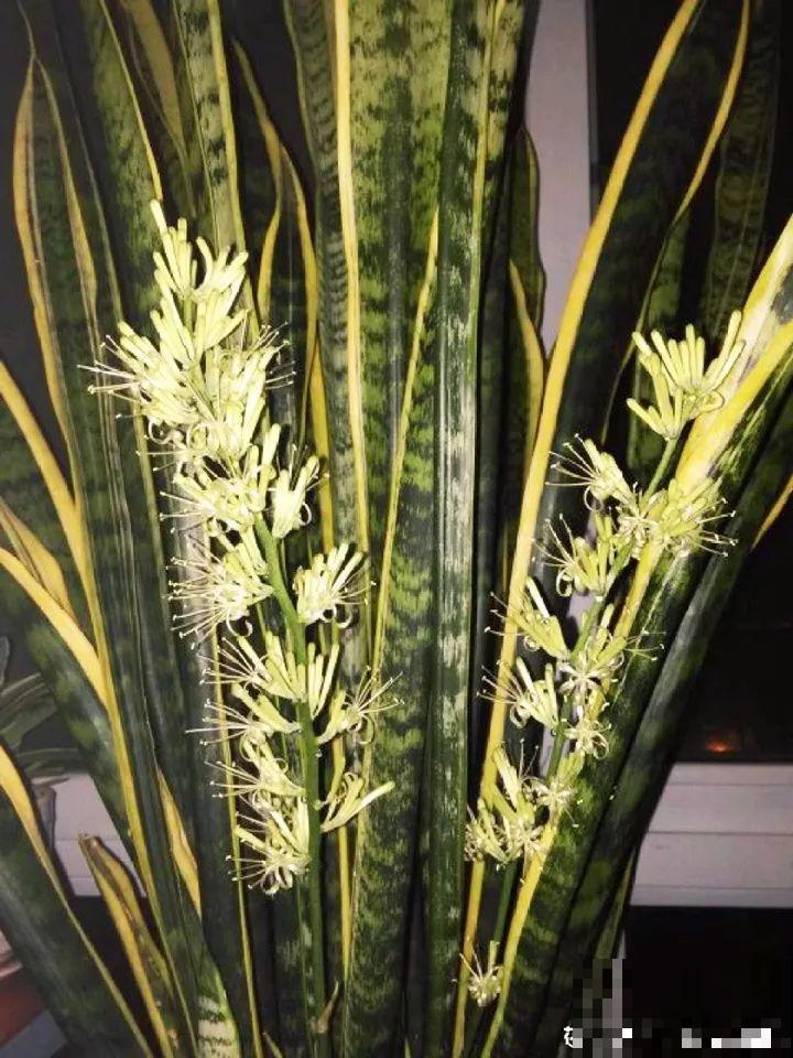 长寿花叶插最好活，现在整两盆，明年多到得送人！