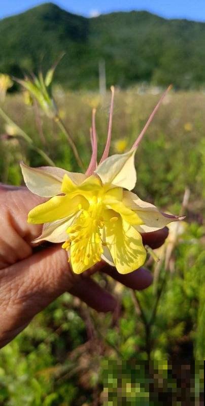 耧斗菜是蔬菜还是花卉？花苞绽开时全家惊叹，神秘身份立马揭晓！