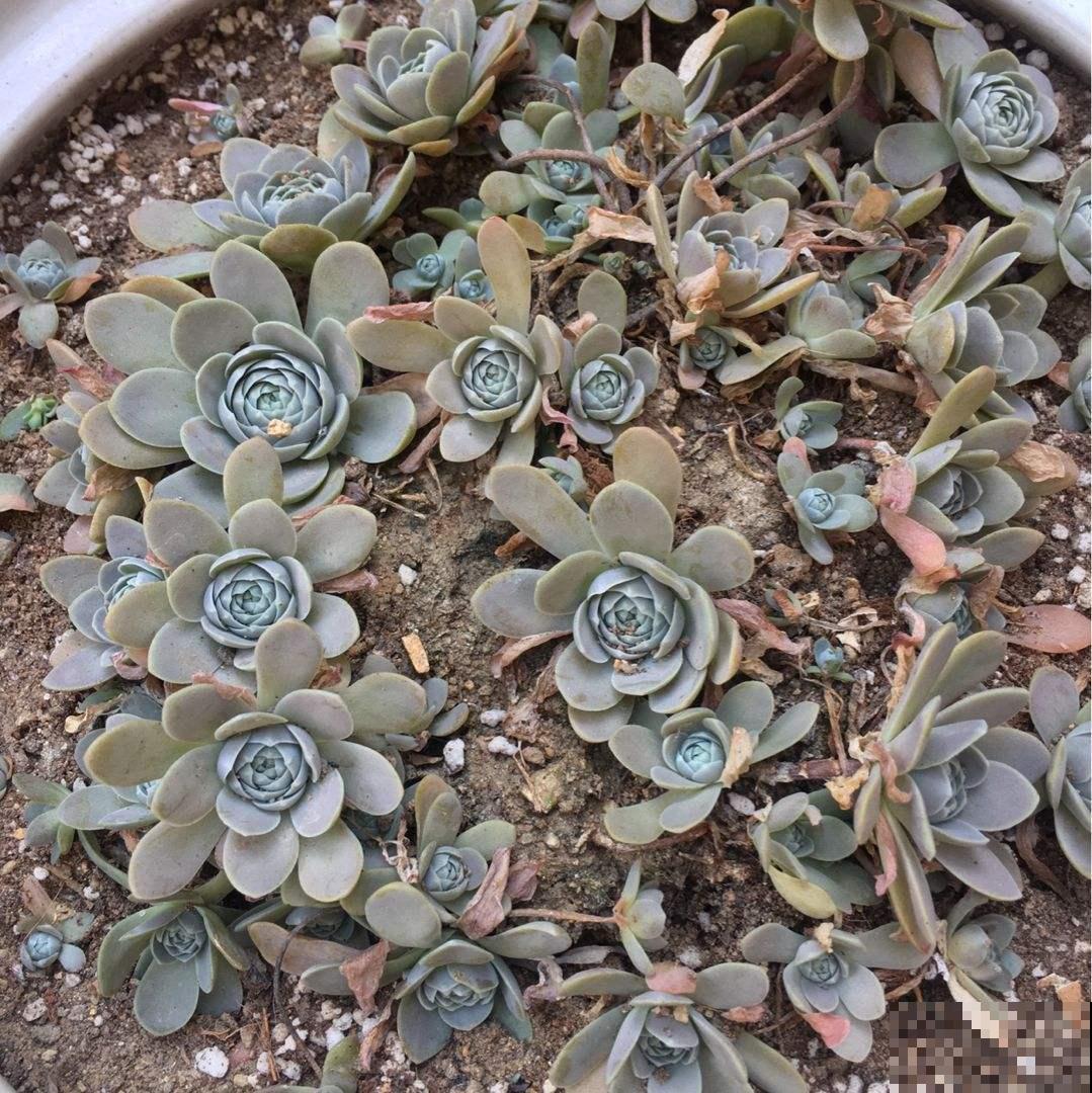 你家多肉一到冬天就嗝屁？是因为没养这几种，零下30度都毫发未损