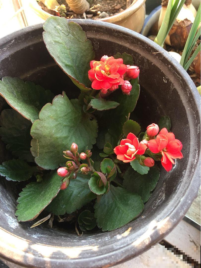 找个塑料袋，往植株上一套，长寿开花快