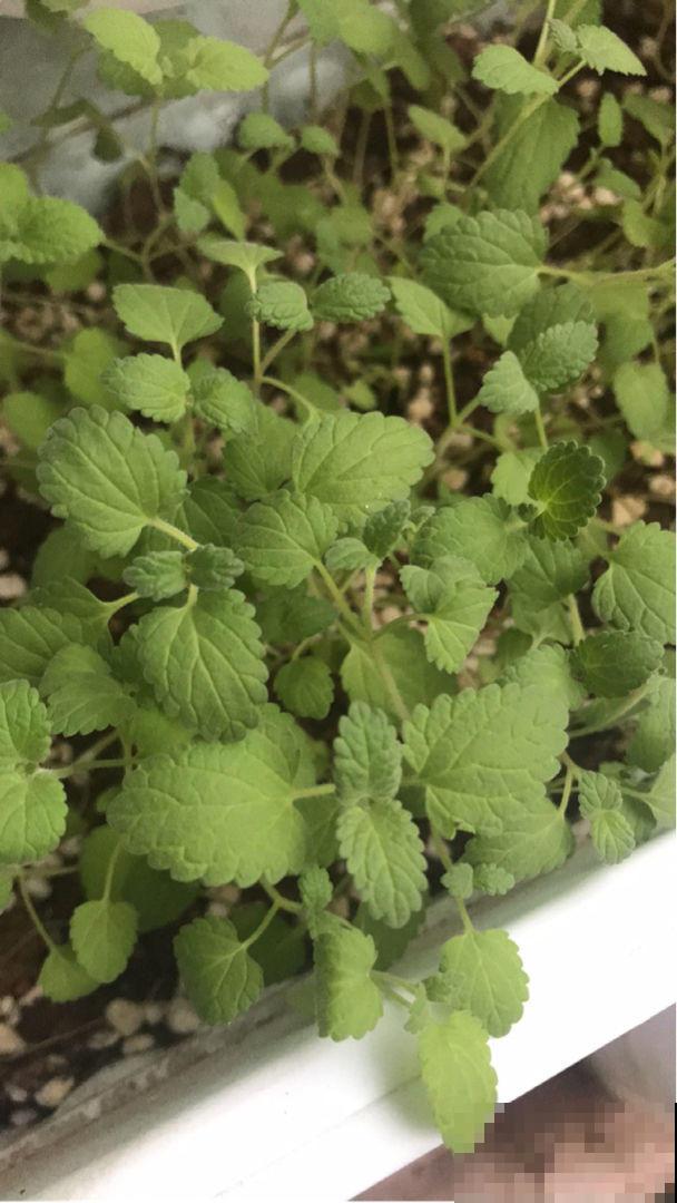 我们常说的薄荷不止一个品种，有的对身体有害，快进来学学