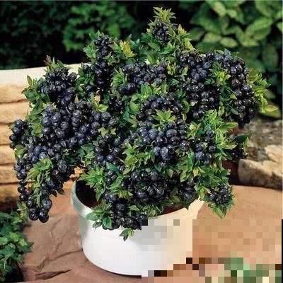 植物枝叶稀疏羸弱，就因为徒长太严重，这种妙药一喷就能重变矮壮