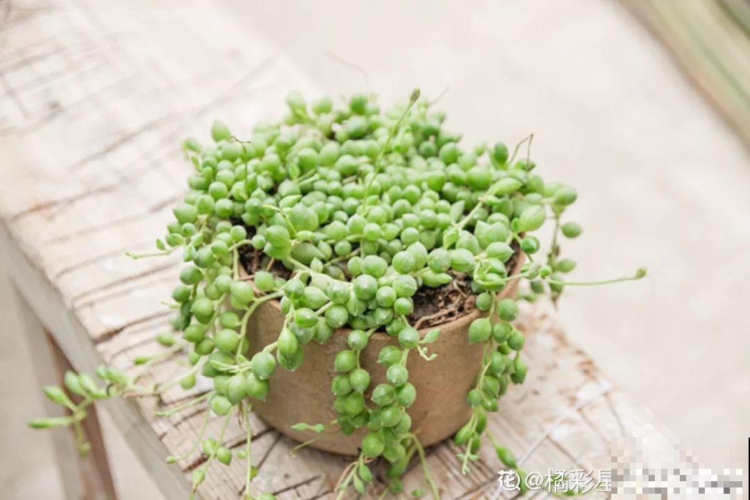 8种多肉不抗晒，颜色都能给晒没了，赶紧挪个地儿！