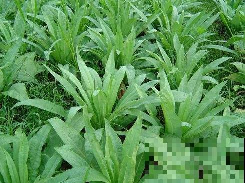这菜营养多多种植简单，现在撒点种子就能长，再晚就来不及了！