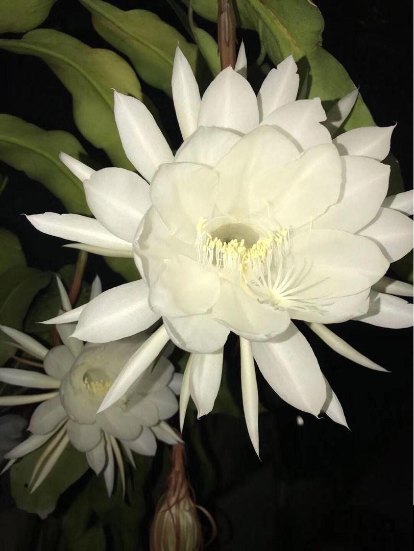 喜欢在室外养昙花？注意不好这几点，烂根是常态！