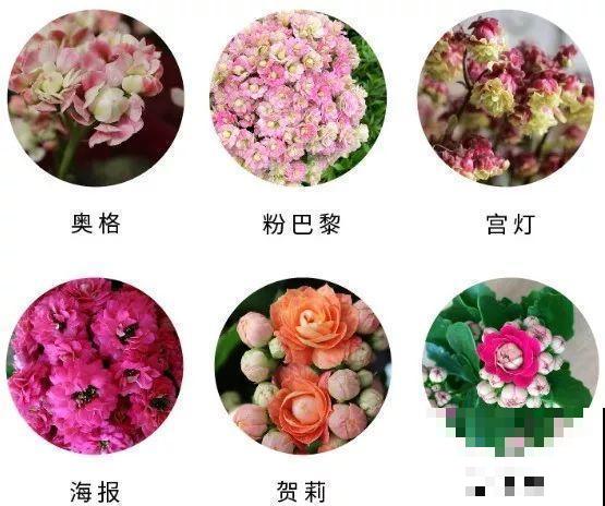 这3种花超耐旱，半个月不浇水，反而开花更多
