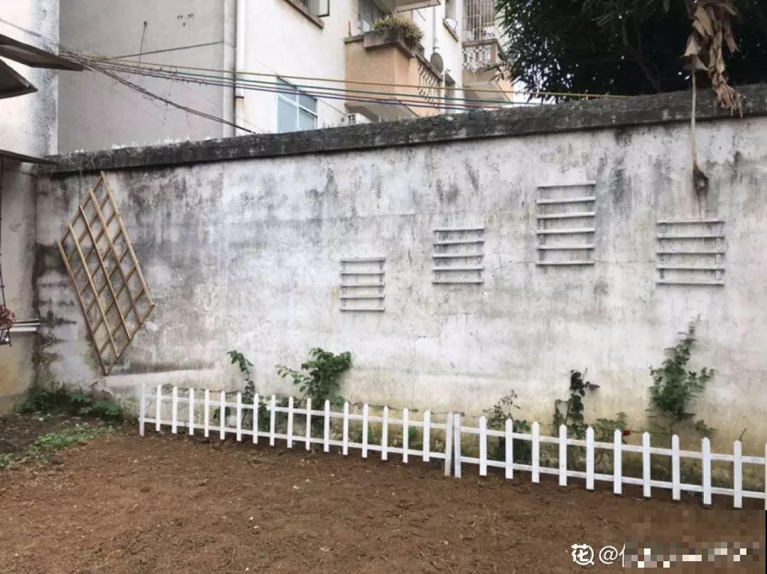有个小院,养花喂猫,日子越过越充实! 有个小院,养花喂猫,日子越过越充实!