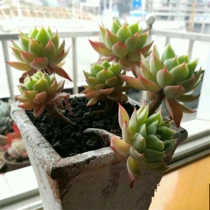 秋冬养了这种花，只要给它晒太阳，不用施肥都长胖！