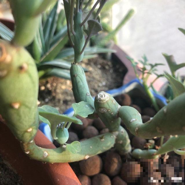 这6种多肉，刚买的时候丑的吓人，先别急着扔，越养越贵气！