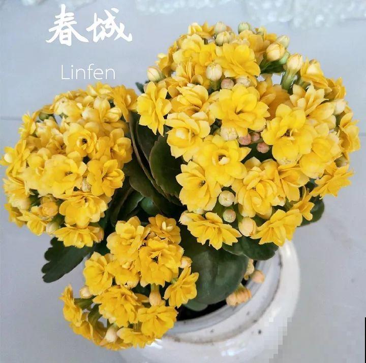 80个长寿花品种，全都美极了，只养1盆真的不够！