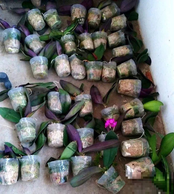 这么贵的花，扔路上随便捡，后悔没带个大麻袋！