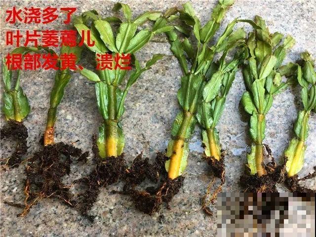 这3种花超耐旱，半个月不浇水，反而开花更多