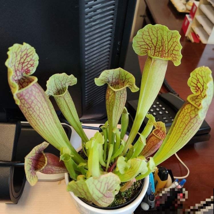 秋天苍蝇蚊子猖狂，放4种花在家里，苍蝇蚊子掉头就跑