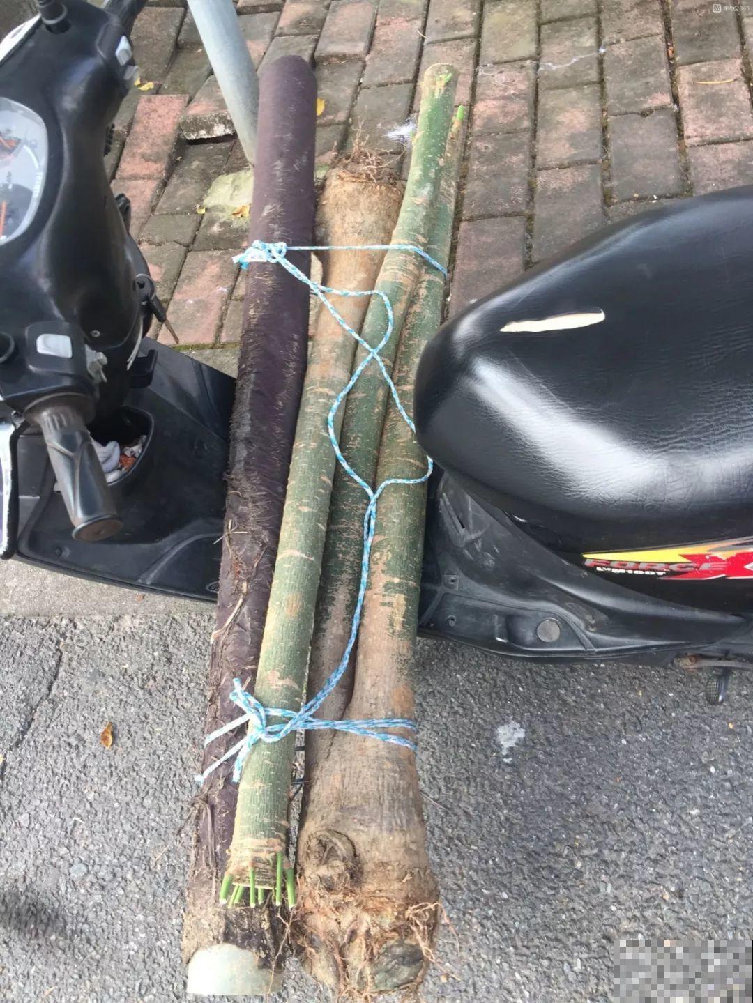 这么贵的花，扔路上随便捡，后悔没带个大麻袋！