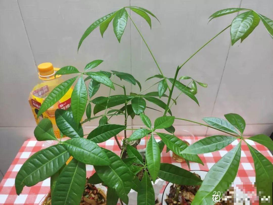 花叶子长这样，就是求救信号，晚两天小心治不好！