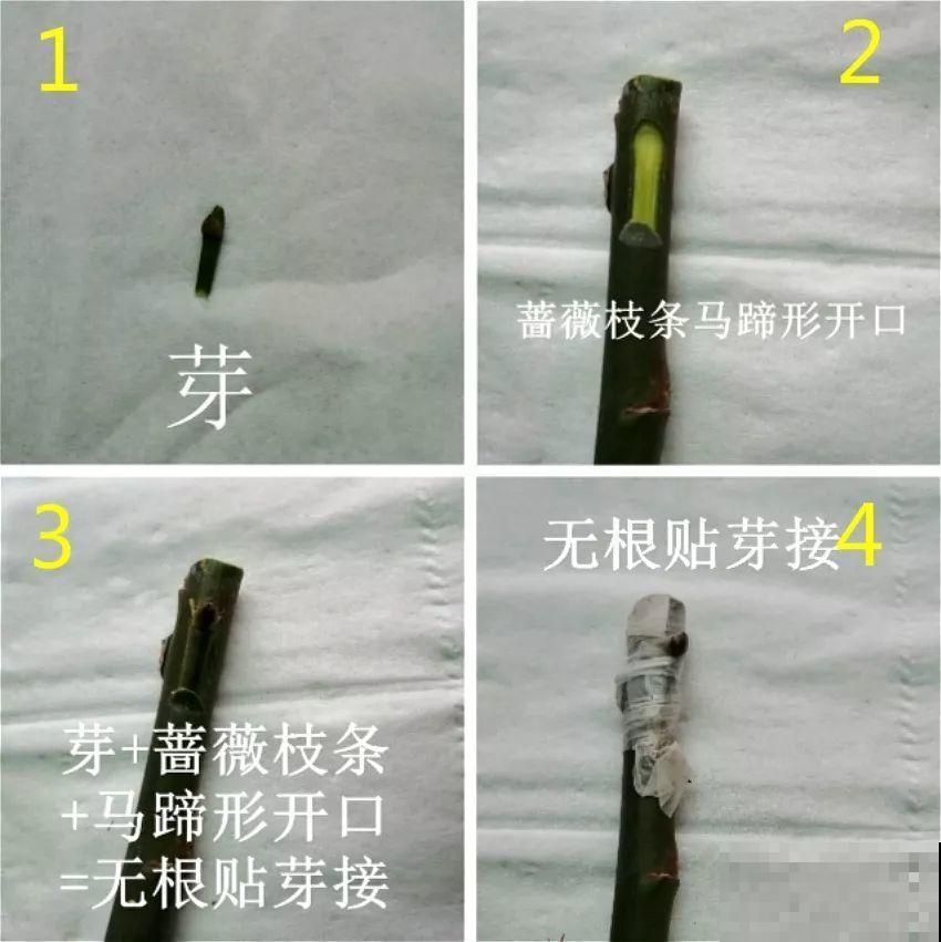 10块钱的月季，他养两年，转眼价格翻了几十倍！