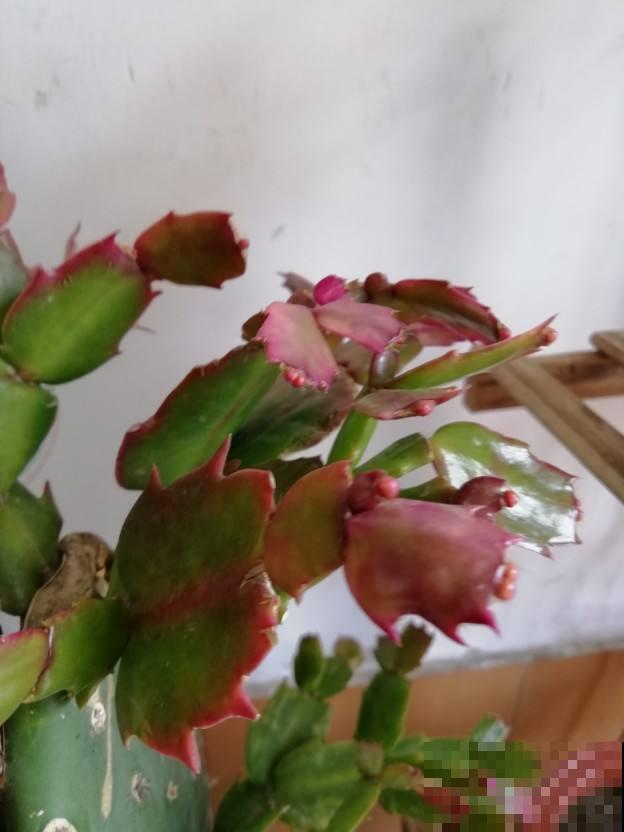 4种花花期在冬天，很适合扦插，过不了多久就爆盆