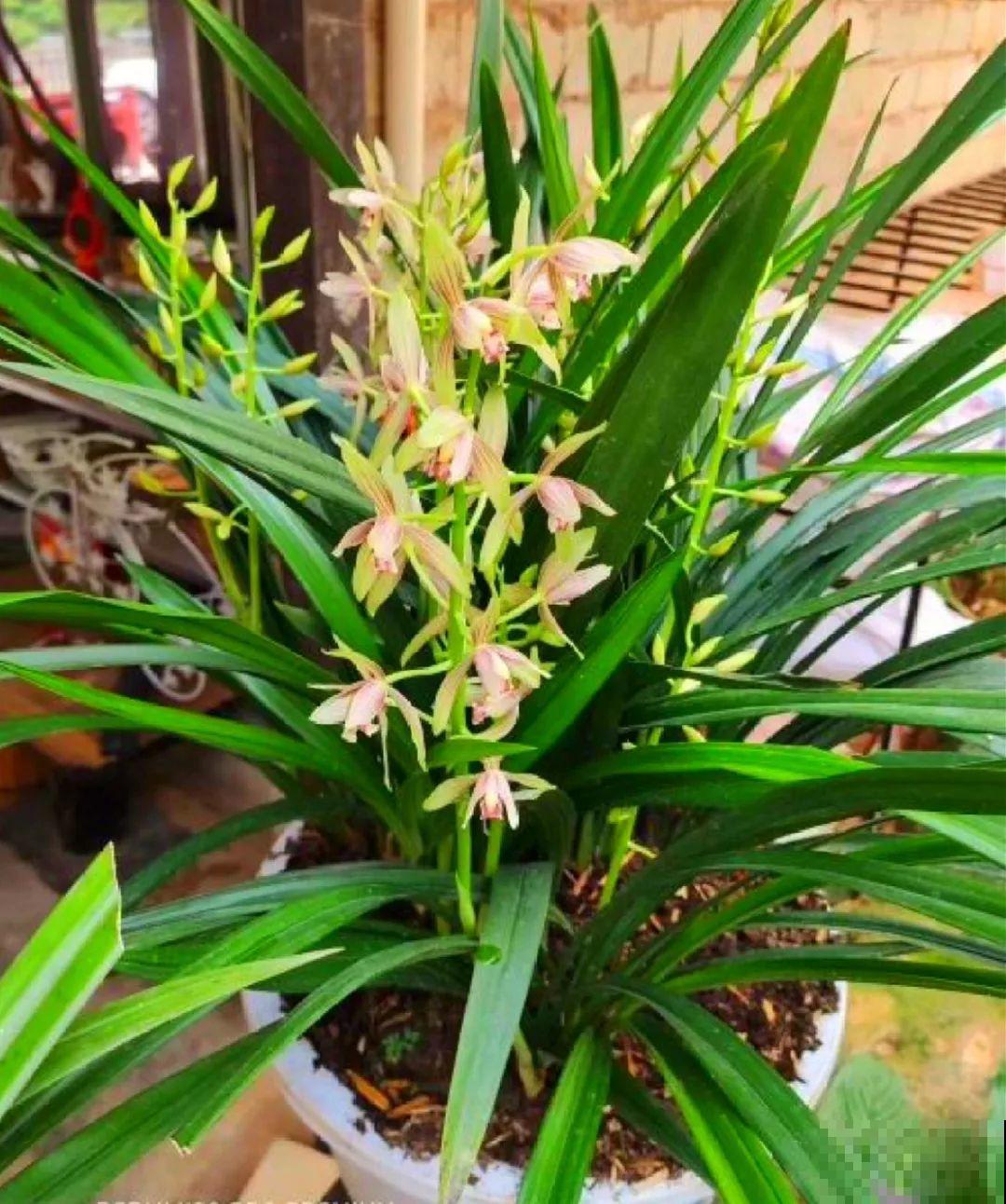 这6种花快施肥，根壮叶绿，还能提早开花！
