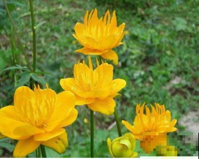 冬季耐冻的花，这4种必入一盆，冬天就能够赏花！