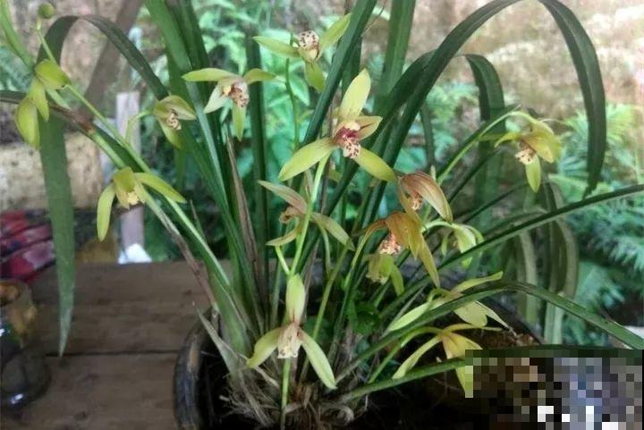 40种常见花，冬天就这么养，叶子绿油油照开不误！