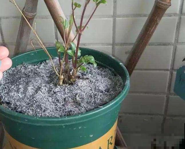 冬天怕花冻死，赶紧倒点这种灰，盆里一撒安全过冬！