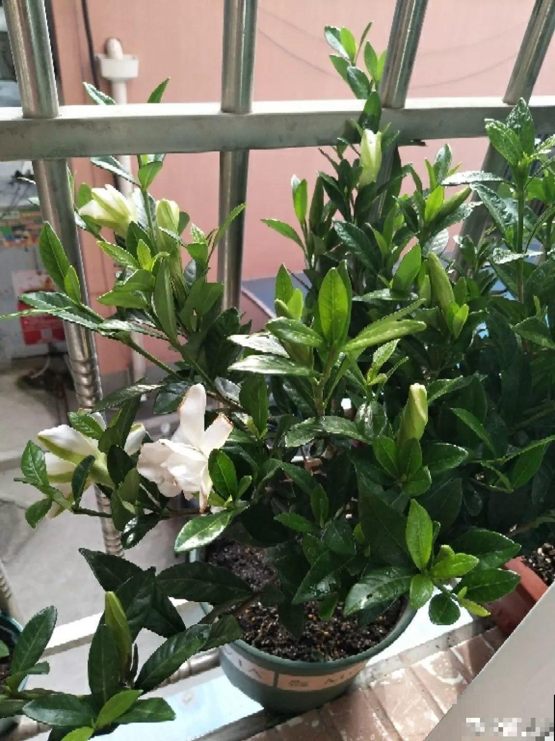 10种香水花，耐寒又好养，满屋飘香开花多！