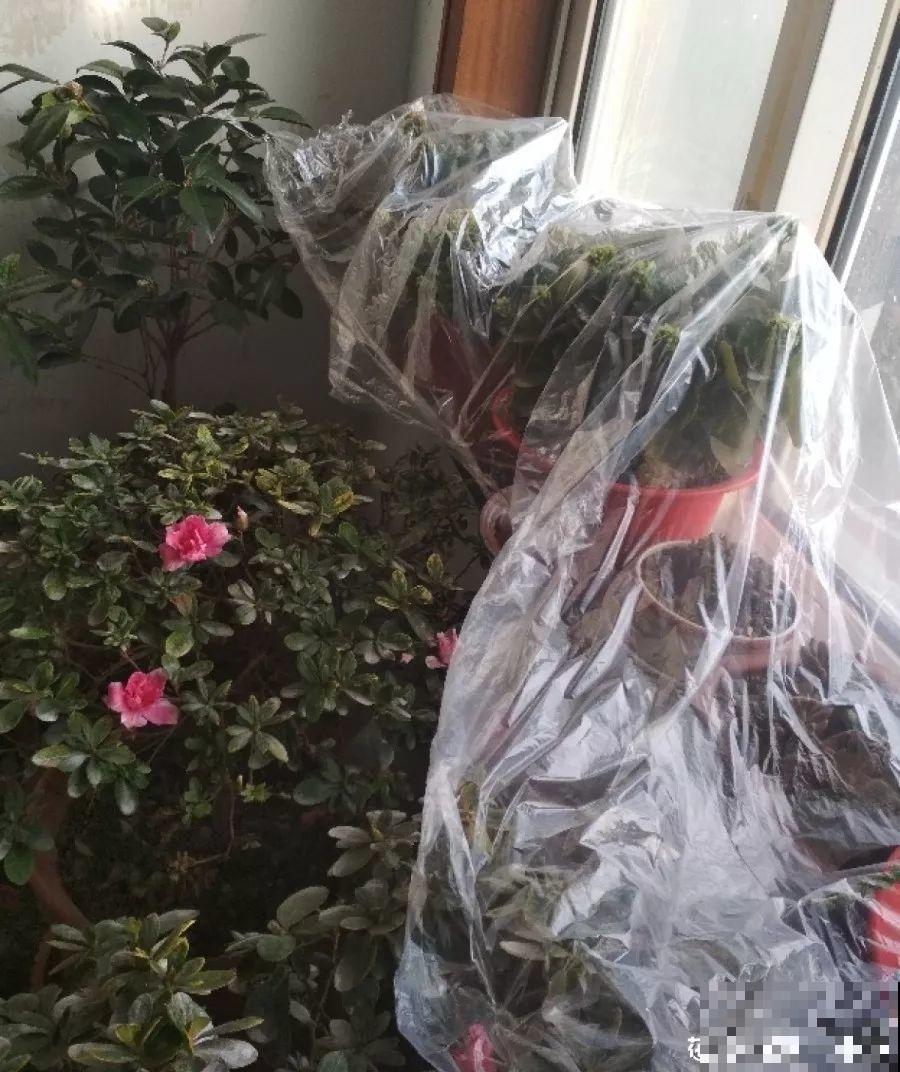 11月养花，这4点没注意，再好养的花也过不了冬！