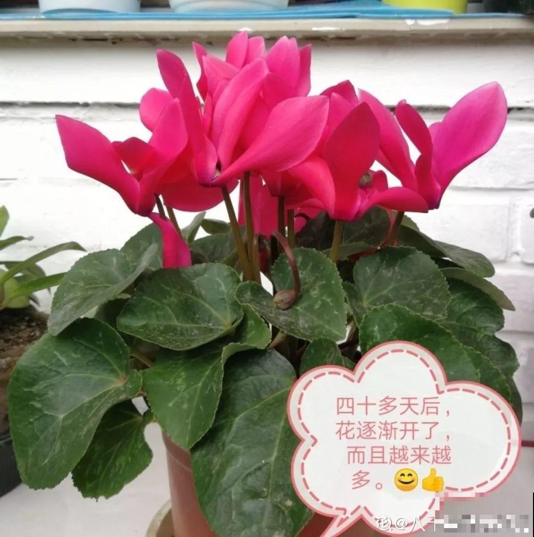 垃圾桶里捡到这3种花，剪一剪叶子就活，再也不用买花了！