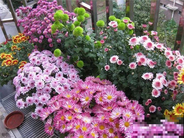 防盗窗养5盆花，开花多花期长，这小花园谁看了都羡慕！