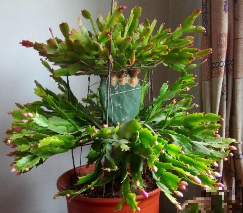 仙人掌的花样吃法，看着就眼馋，赶紧自己在家养一盆！