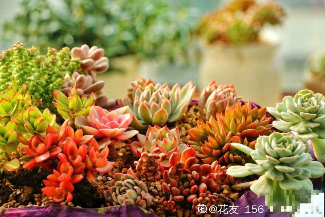 这花真让人眼馋，邻居天天跑来要，烦都烦死了！