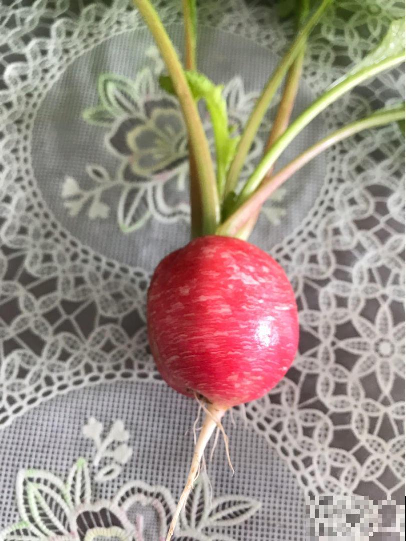 冬吃萝卜夏吃姜，这萝卜真袖珍，就适合在家种