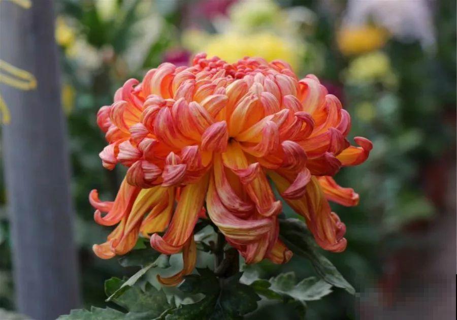 秋天最美、最耐寒的花，开花遍地金黄，看一眼就挪不动地！