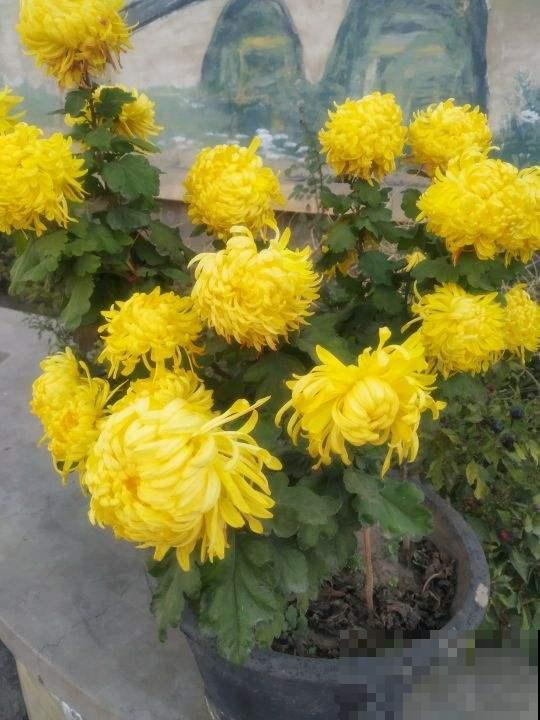 这3种花，冬天别乱折腾，小心最后只剩光秃秃的枝干！