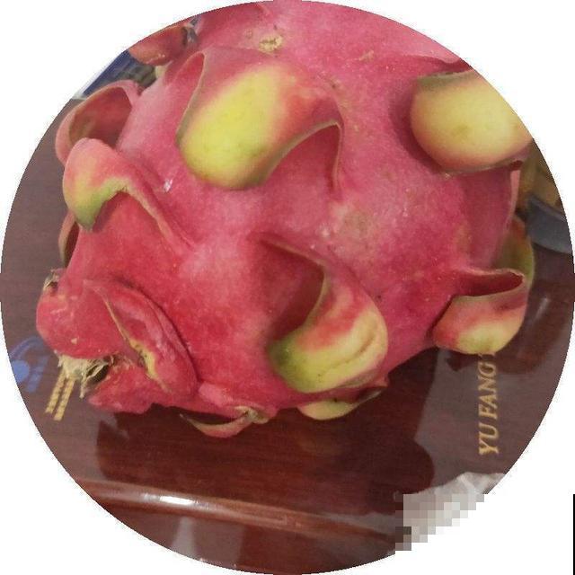 这样打理火龙果盆栽，结出来的果实又香又甜，不愁吃