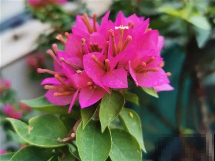 这6种花快施肥，根壮叶绿，还能提早开花！