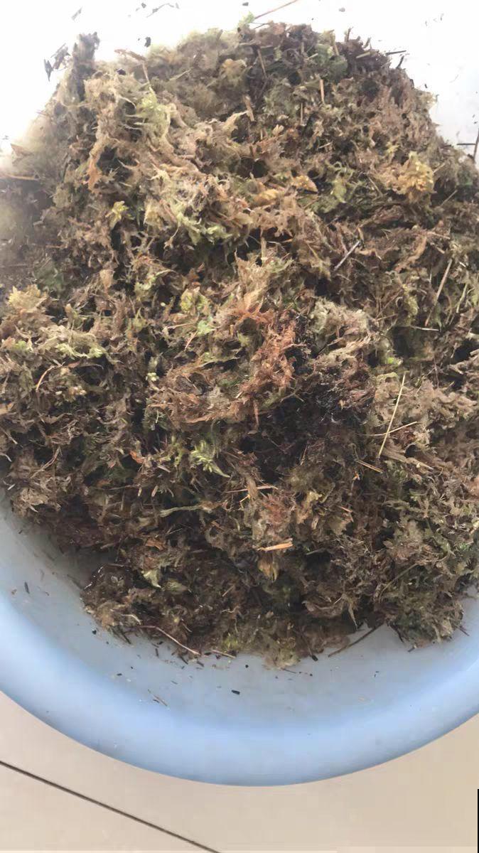 这花就得虐着养，套个袋子捂一捂，揭开立马冒花苞！