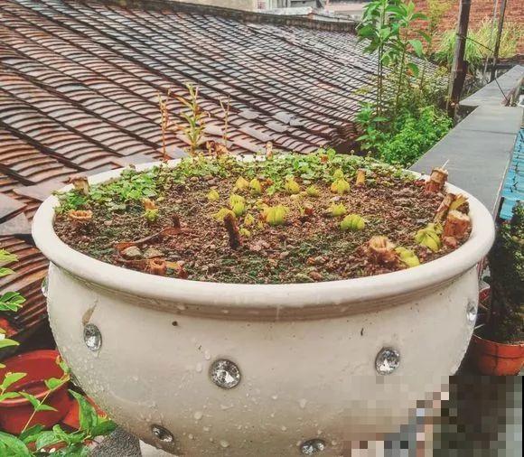 开败的百合这样一处理，能长一缸的小球，花盆都不够用！