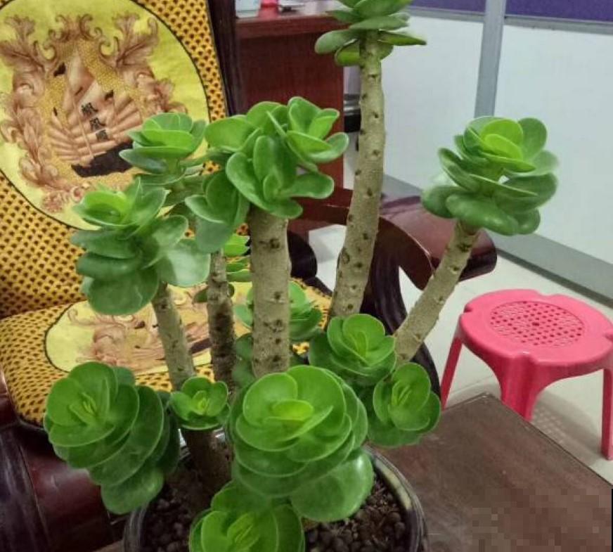 春节前养点小多肉，财运滚滚来，寓意真不错！