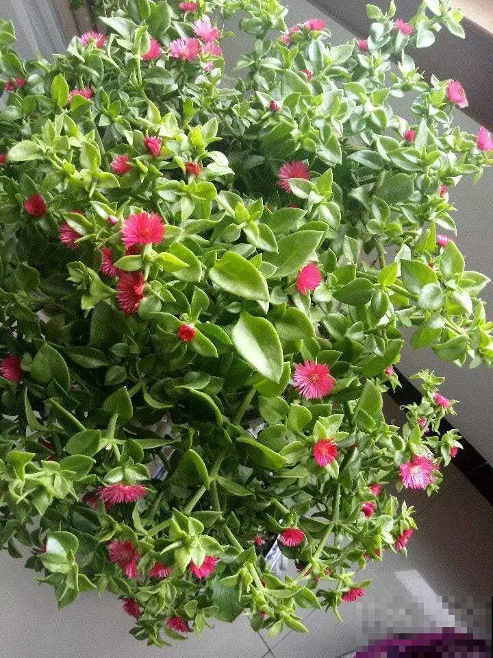 哪些花好养？首选牡丹吊兰，1个月长成小瀑布！