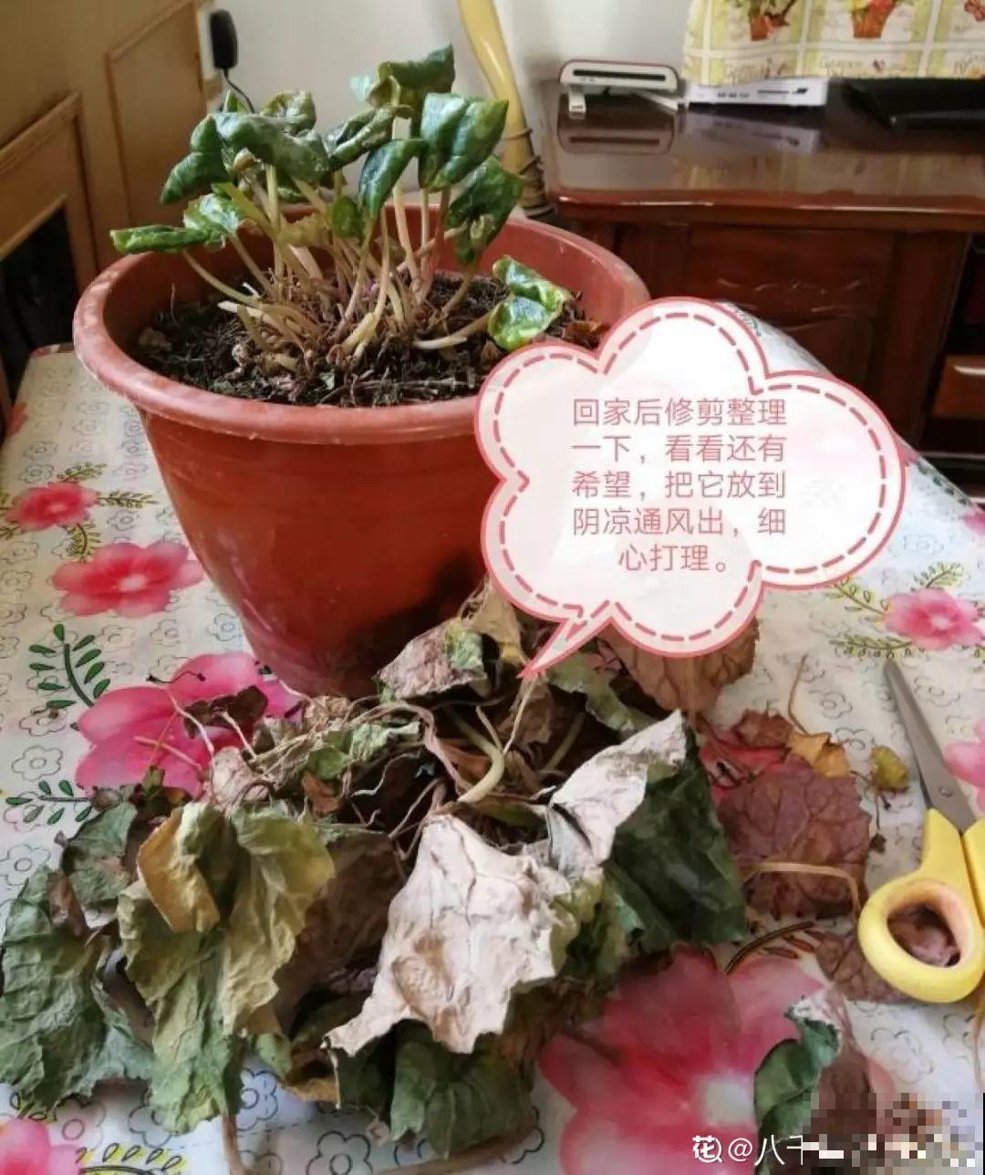 垃圾桶里捡到这3种花，剪一剪叶子就活，再也不用买花了！