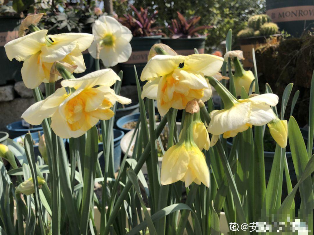 10种香水花，耐寒又好养，满屋飘香开花多！
