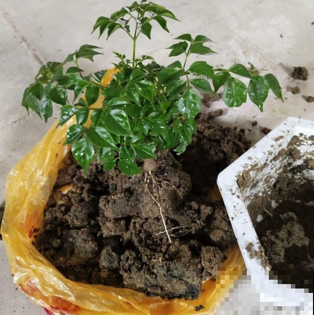 张大爷把花拽一拽，1个月长出人参根，邻居给钱都不卖！