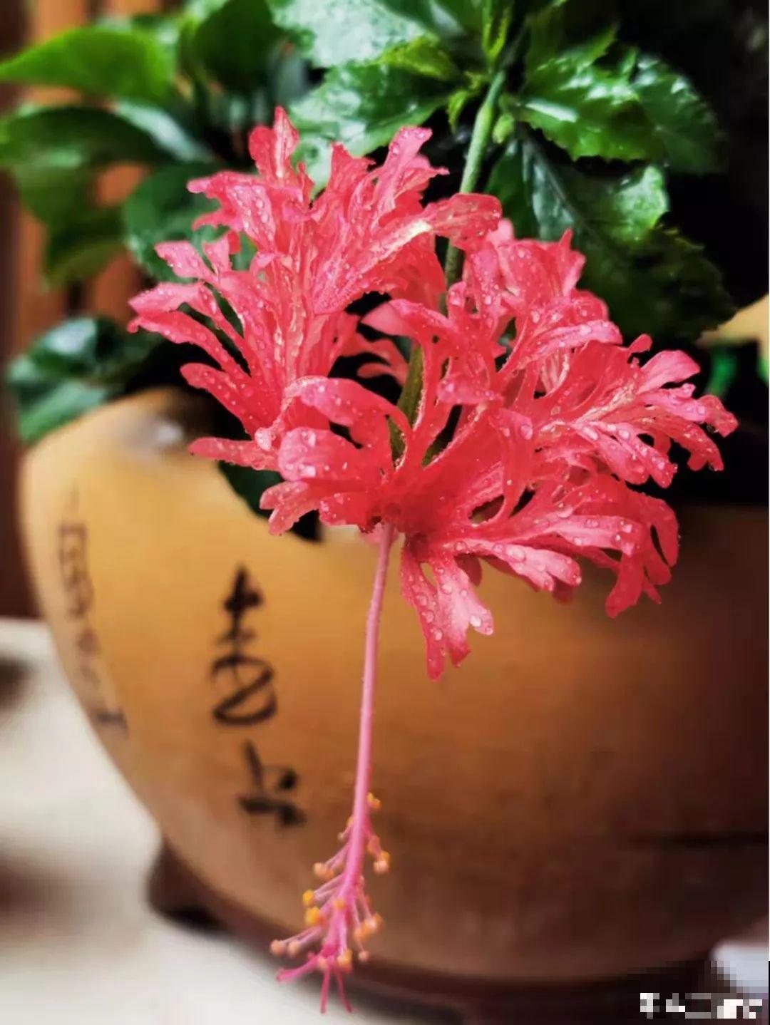 这花连开10个月，老妈非说是假花，幸好没拔！