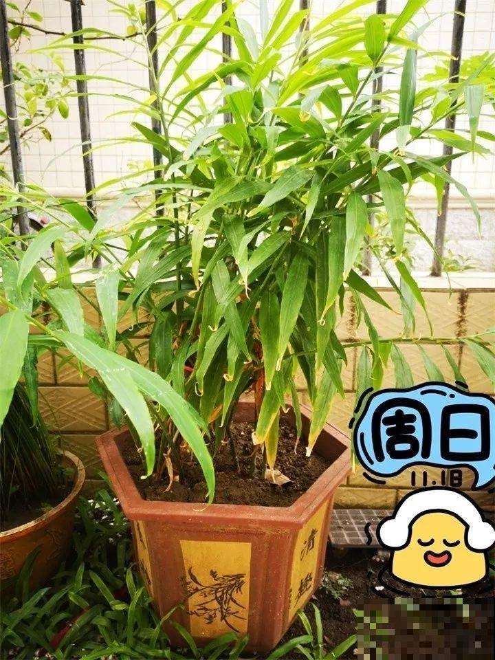 发芽的土豆先别扔，切块埋土里，仨月收获一箩筐！